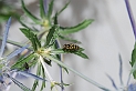 Dasysyrphus albostriatus - A